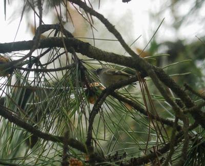 Reyezuelo sencillo en paso