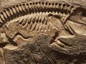Extraño fósil replantea evolución vertebrados
