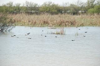 PARQUE NACIONAL DE DOÑANA