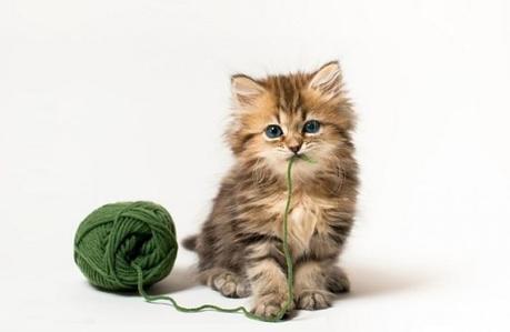Hasta qué edad crece un Gato? Lo que necesitas saber! - Paperblog