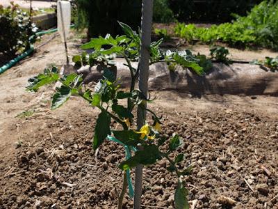 TEMPORADA DE TOMATES DEL 2016