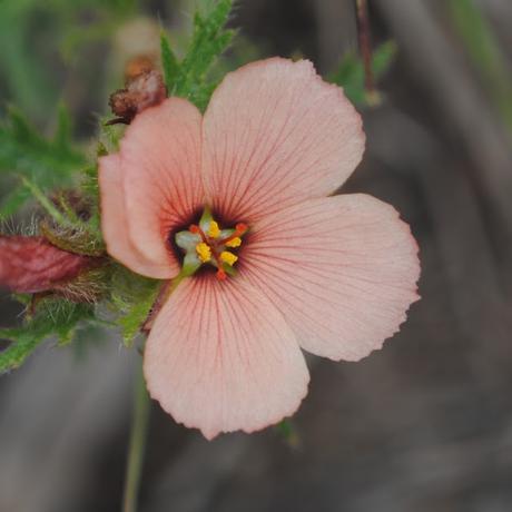 Las plantas imitadoras