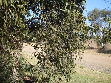 Las plantas imitadoras