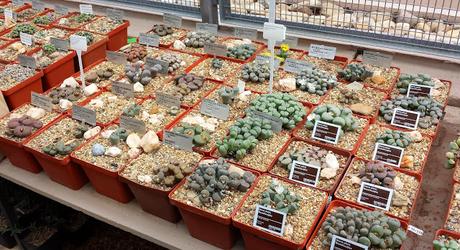 Las plantas imitadoras