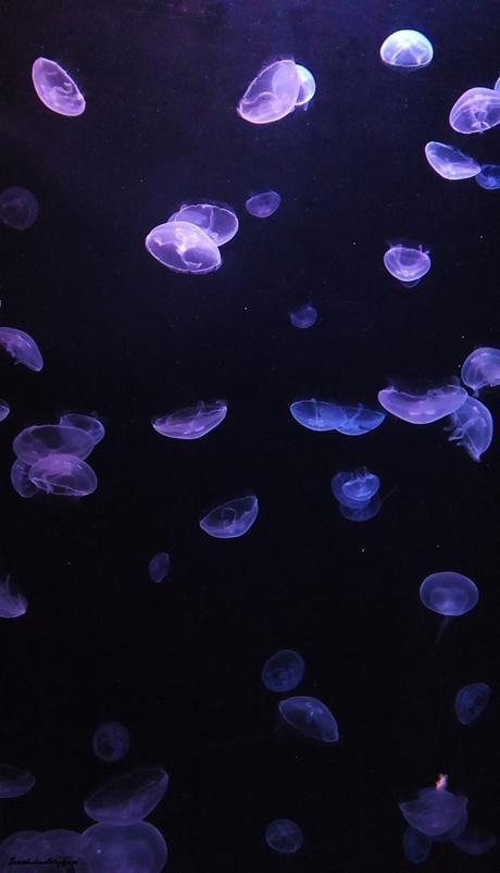 Nuestro paso por el #AquariumFinisterrae