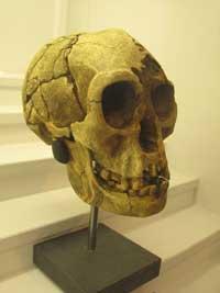 Los restos del Homo floresiensis no son tan recientes