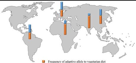 El mapa muestra la frecuencia del alelo adaptativo (en naranja) a la dieta vegetariana en los ancestros de las poblaciones por continentes.