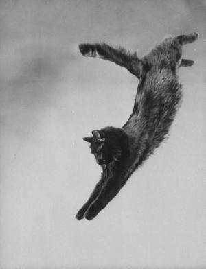 El gato Blackie y el fotógrafo Gjon Mili