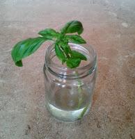 Empezar un negocio de producción y venta de hierbas aromáticas