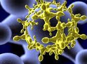 Revelan Estructura Virus Zika