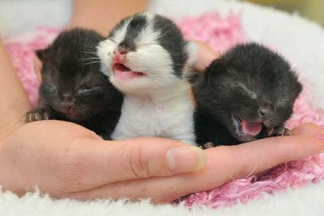 qué darle de comer a un gato bebe