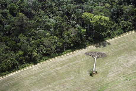 September 16, 2013. Brazil. Aerials from Manaus to Santarem. Photo by Daniel Beltra for Greenpeace