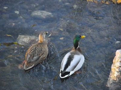 La vida sentimental de los patos