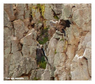 Monfragüe y la dehesa en primavera Monfragüe y la dehesa en primavera