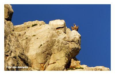 Monfragüe y la dehesa en primavera Monfragüe y la dehesa en primavera