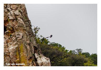 Monfragüe y la dehesa en primavera Monfragüe y la dehesa en primavera