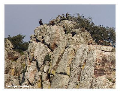 Monfragüe y la dehesa en primavera