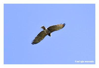 Monfragüe y la dehesa en primavera Monfragüe y la dehesa en primavera