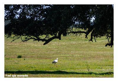Monfragüe y la dehesa en primavera Monfragüe y la dehesa en primavera