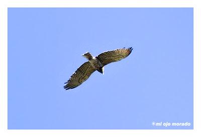 Monfragüe y la dehesa en primavera