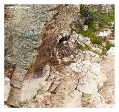 Monfragüe y la dehesa en primavera Monfragüe y la dehesa en primavera