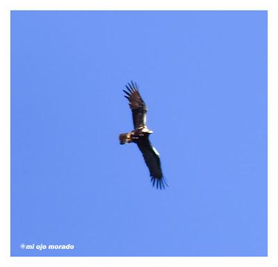 Monfragüe y la dehesa en primavera