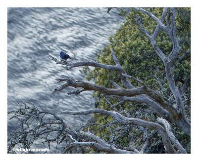 Monfragüe y la dehesa en primavera Monfragüe y la dehesa en primavera
