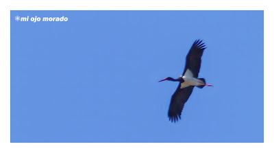 Monfragüe y la dehesa en primavera