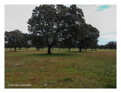 Monfragüe y la dehesa en primavera Monfragüe y la dehesa en primavera
