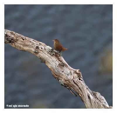 Monfragüe y la dehesa en primavera Monfragüe y la dehesa en primavera