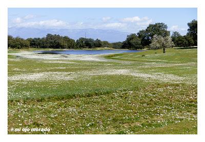 Monfragüe y la dehesa en primavera