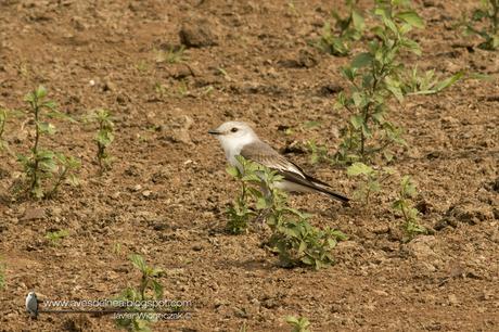 Monjita dominica (Black-and-white Monjita) Xolmis dominicanus