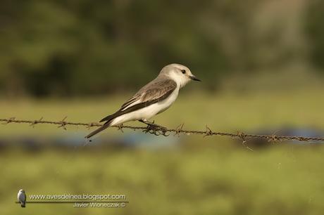 Monjita dominica (Black-and-white Monjita) Xolmis dominicanus