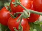 Cultivar tomates maceta