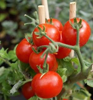 Cultivar tomates en maceta