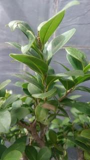 Ficus Ginseng