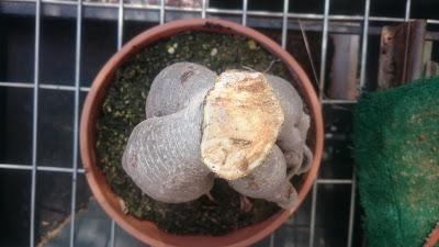 Ficus Ginseng