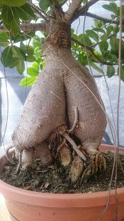 Ficus Ginseng