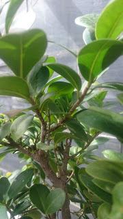 Ficus Ginseng