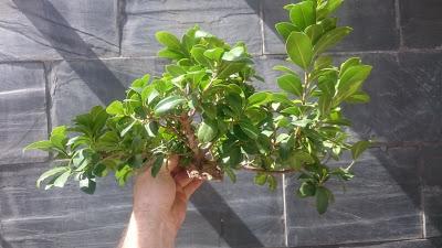 Ficus Ginseng