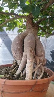 Ficus Ginseng