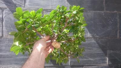 Ficus Ginseng