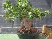 Ficus Ginseng