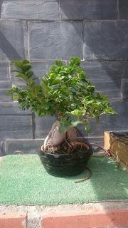 Ficus Ginseng