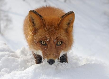 ¿Por qué la fotografía de naturaleza es especial?