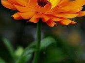 Flores: cultivo caléndula