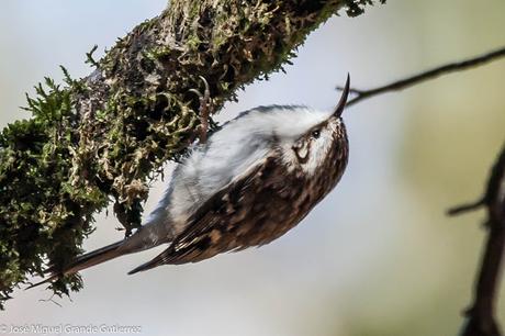 OBSERVANDO AVES EN NAVARRA ESPAÑA-Birding IN NAVARRE SPAIN