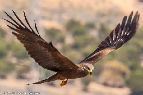 OBSERVANDO AVES EN NAVARRA ESPAÑA-Birding IN NAVARRE SPAIN