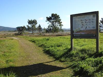 La nutria recupera su reinado en el Miño La nutria recupera su reinado en el Miño