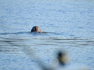 La nutria recupera su reinado en el Miño La nutria recupera su reinado en el Miño